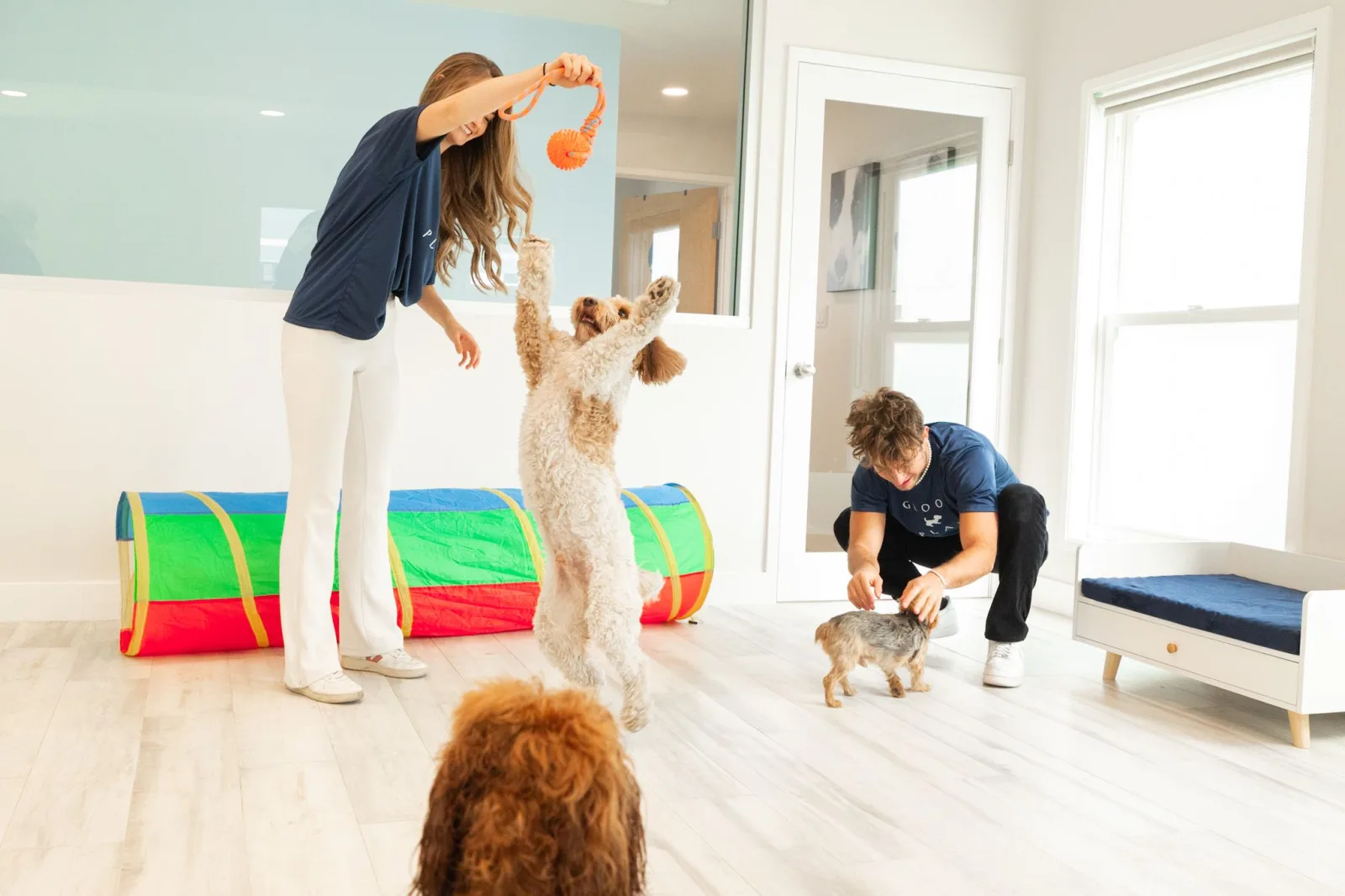 Groom - Dog Care With Love
