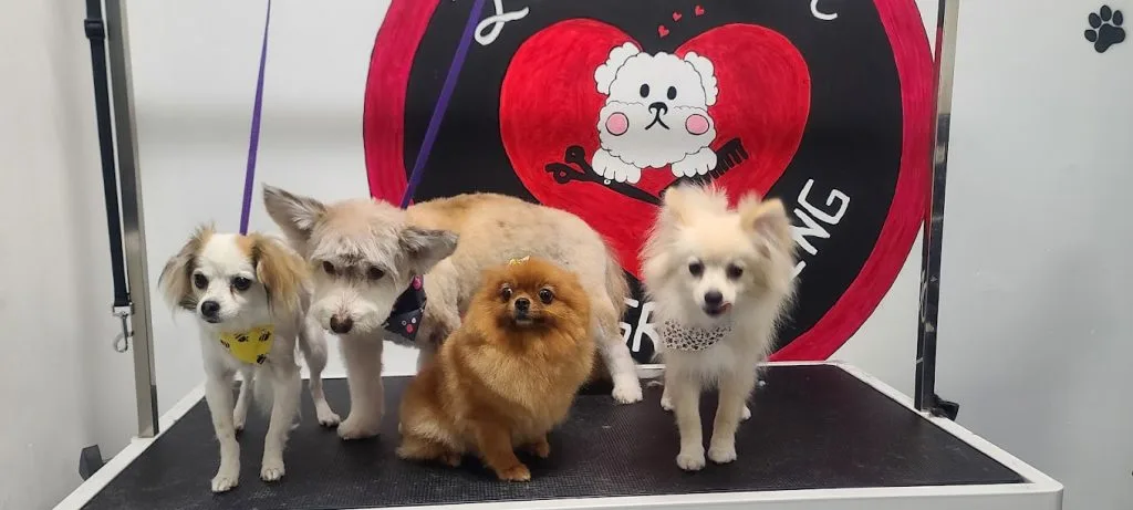 Lovely Nose Pet Grooming photo 5
