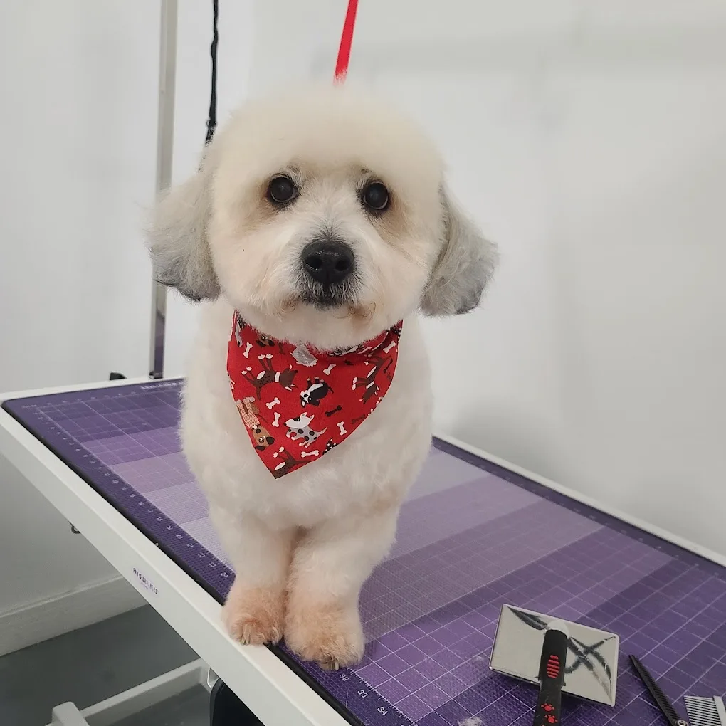 Lovely Nose Pet Grooming photo 2