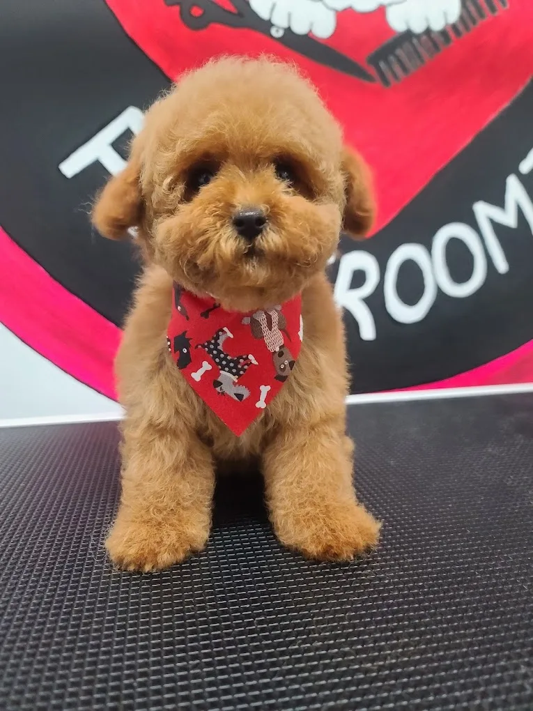 Lovely Nose Pet Grooming photo 4
