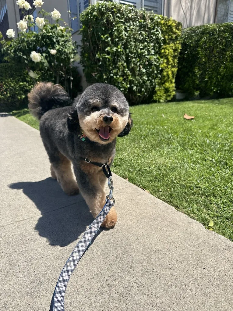Lovely Nose Pet Grooming photo 3