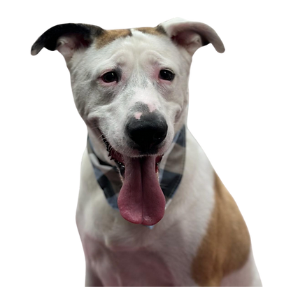 Maxs Happy Paws | Dog Grooming Downtown Los Angeles photo 3