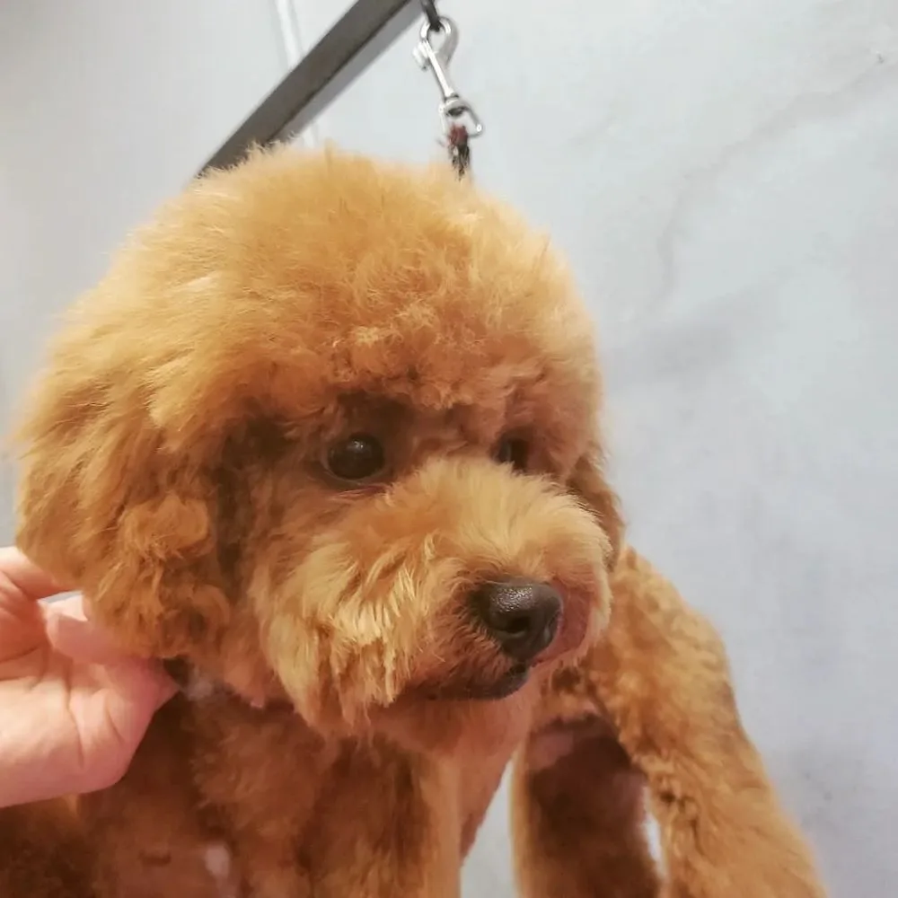 BUBBLES DOG GROOMING