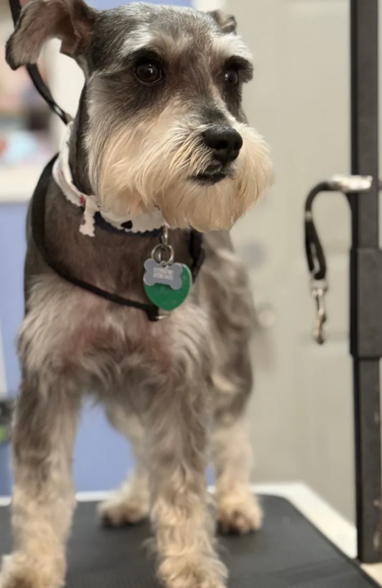 Calis Pet Grooming photo 9
