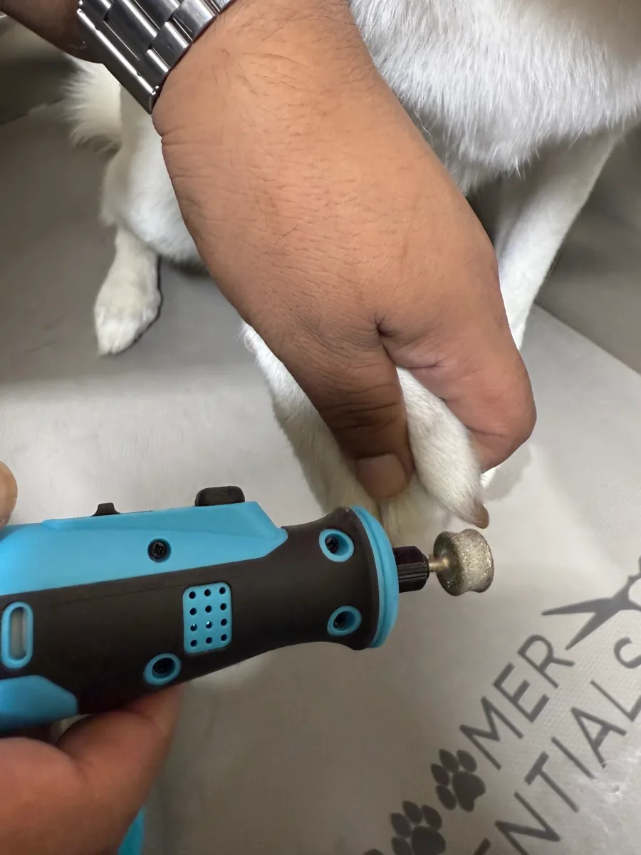 Calis Pet Grooming photo 4