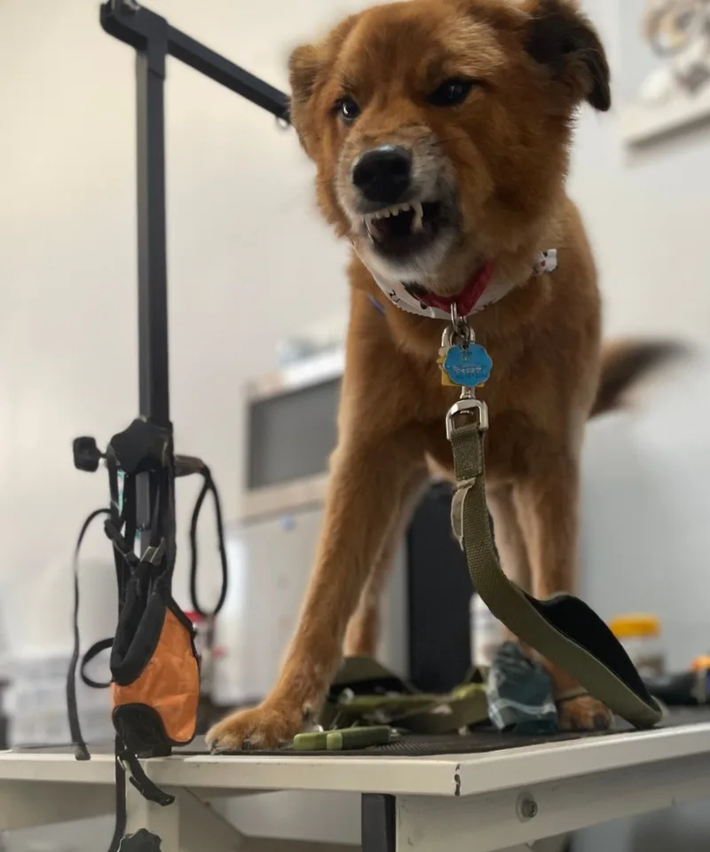 Calis Pet Grooming photo 7
