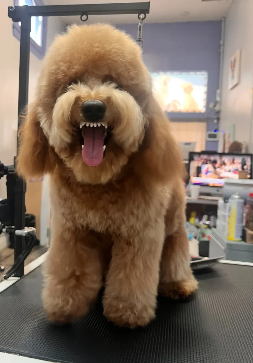 Calis Pet Grooming photo 8
