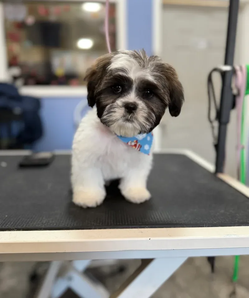 Calis Pet Grooming photo 6