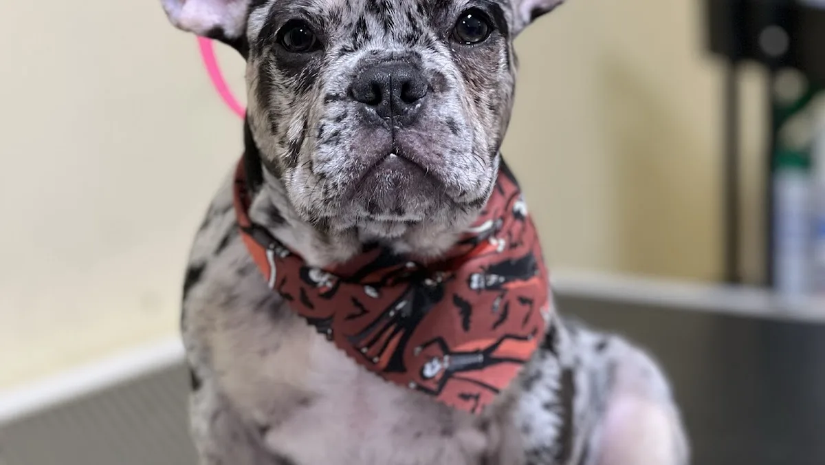 Calis Pet Grooming photo 5