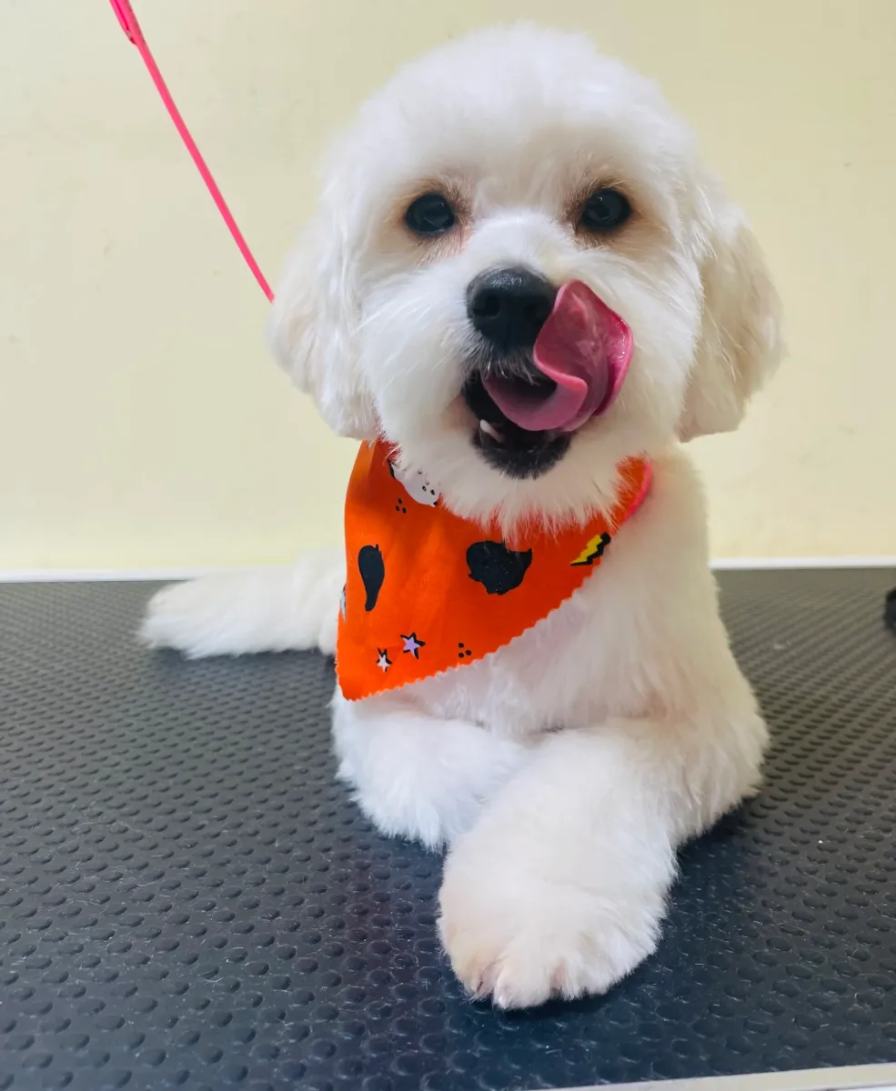 Calis Pet Grooming photo 3