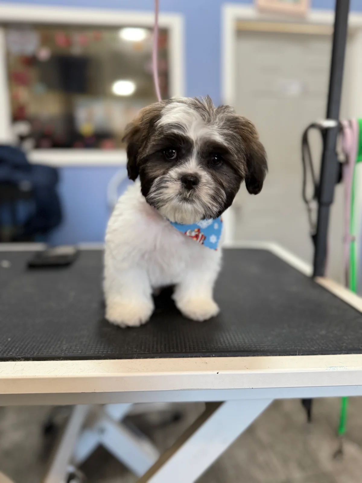 Calis Pet Grooming