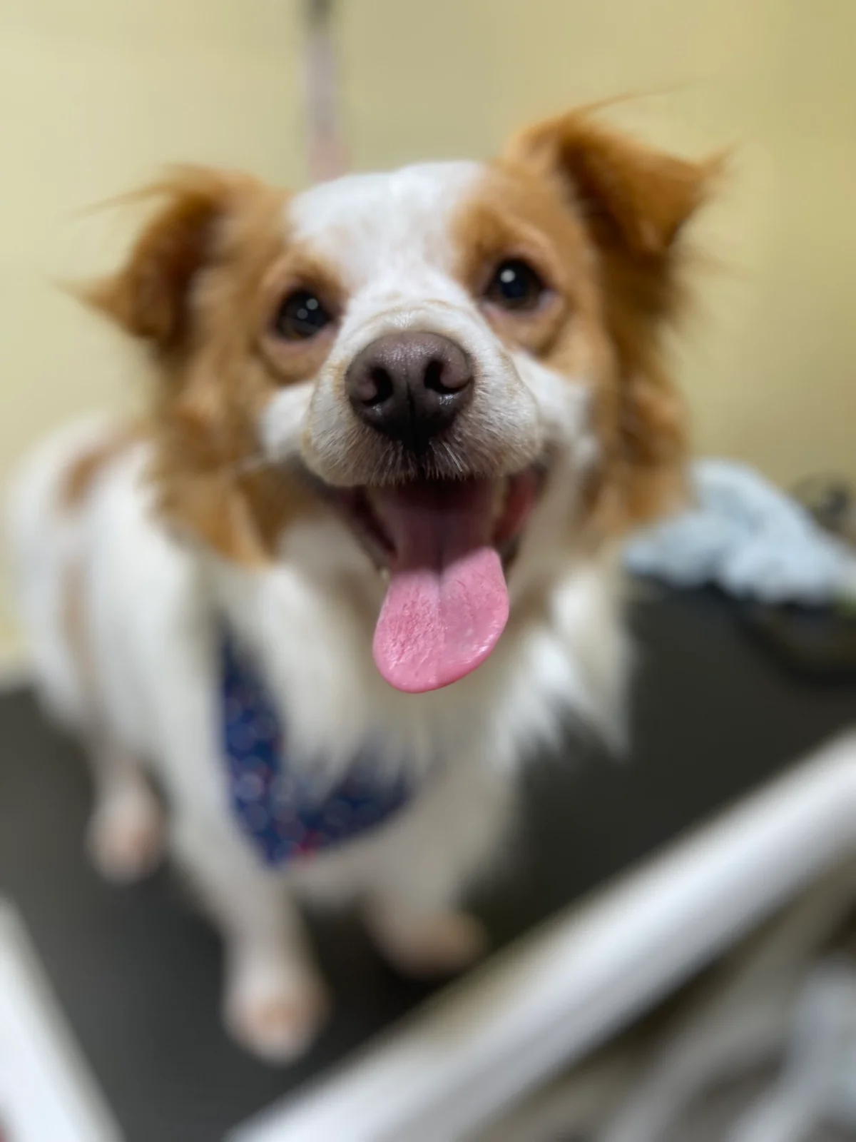 Calis Pet Grooming photo 2