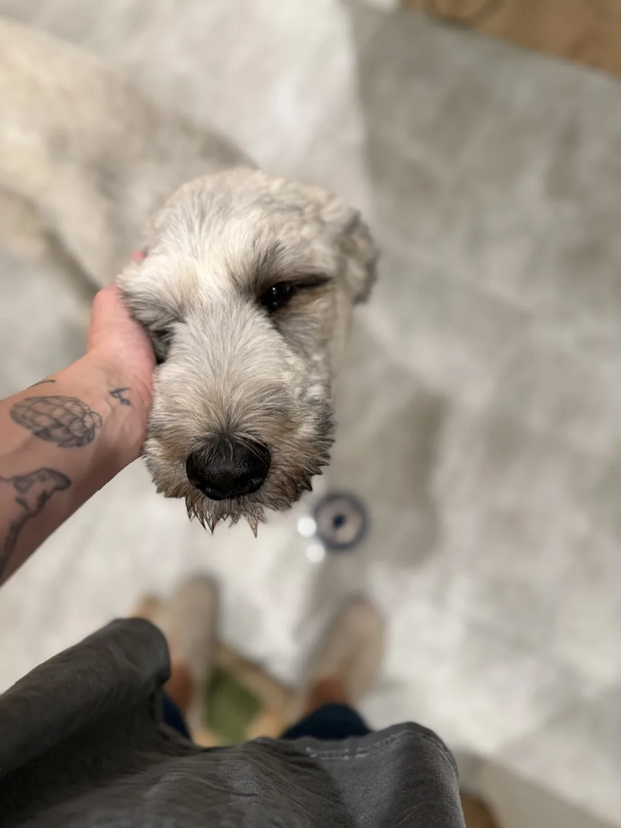 Pristine Pet Spa (Mobile grooming)