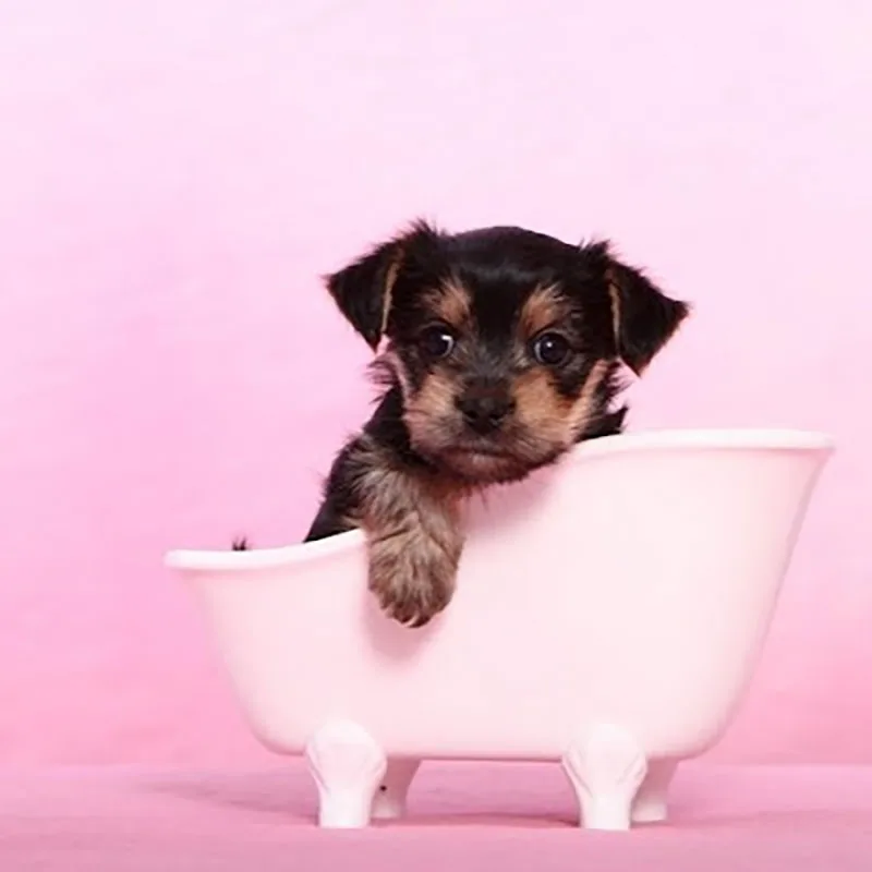 Balanced Dog Grooming photo 8