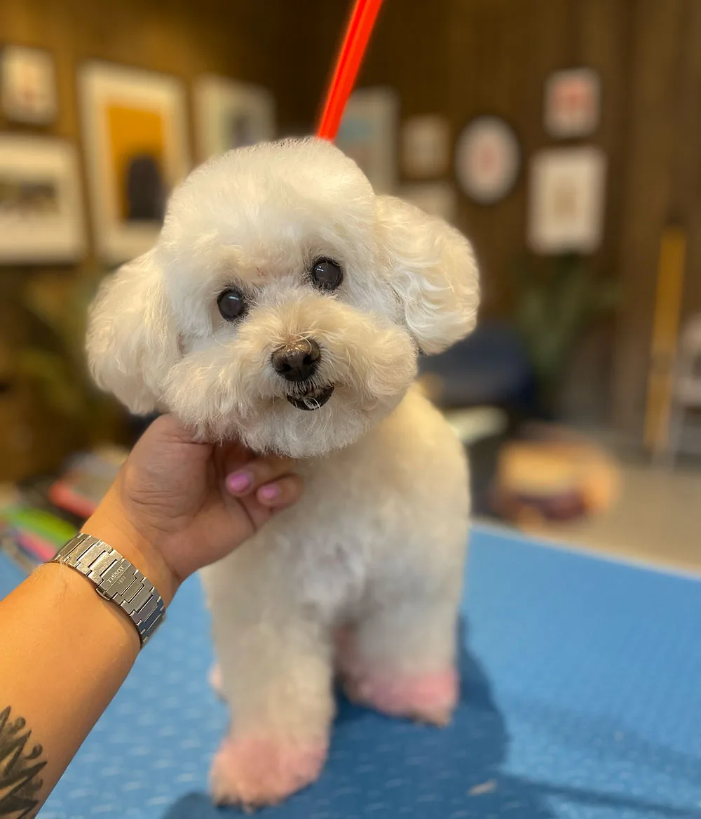 Balanced Dog Grooming photo 5