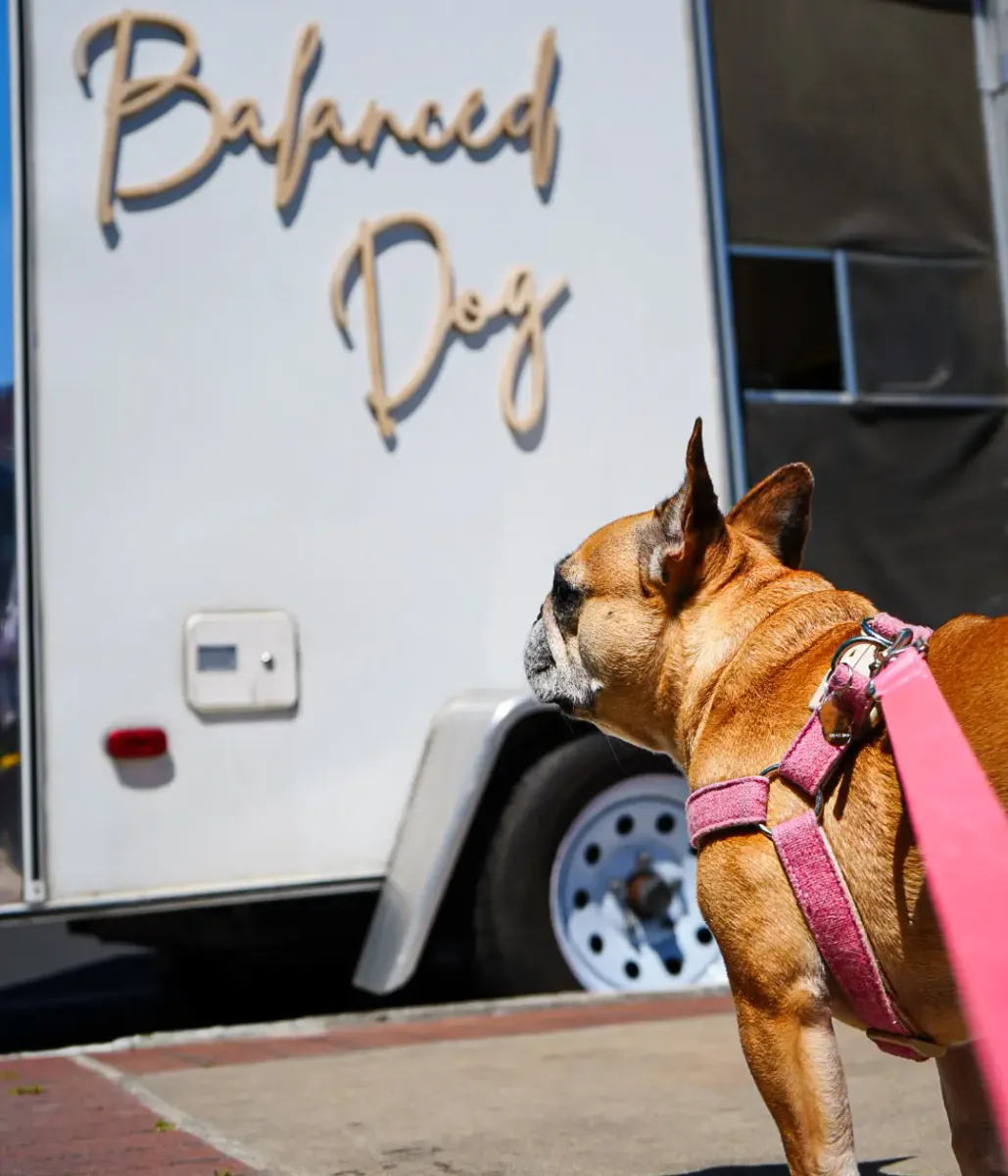Balanced Dog Grooming photo 3