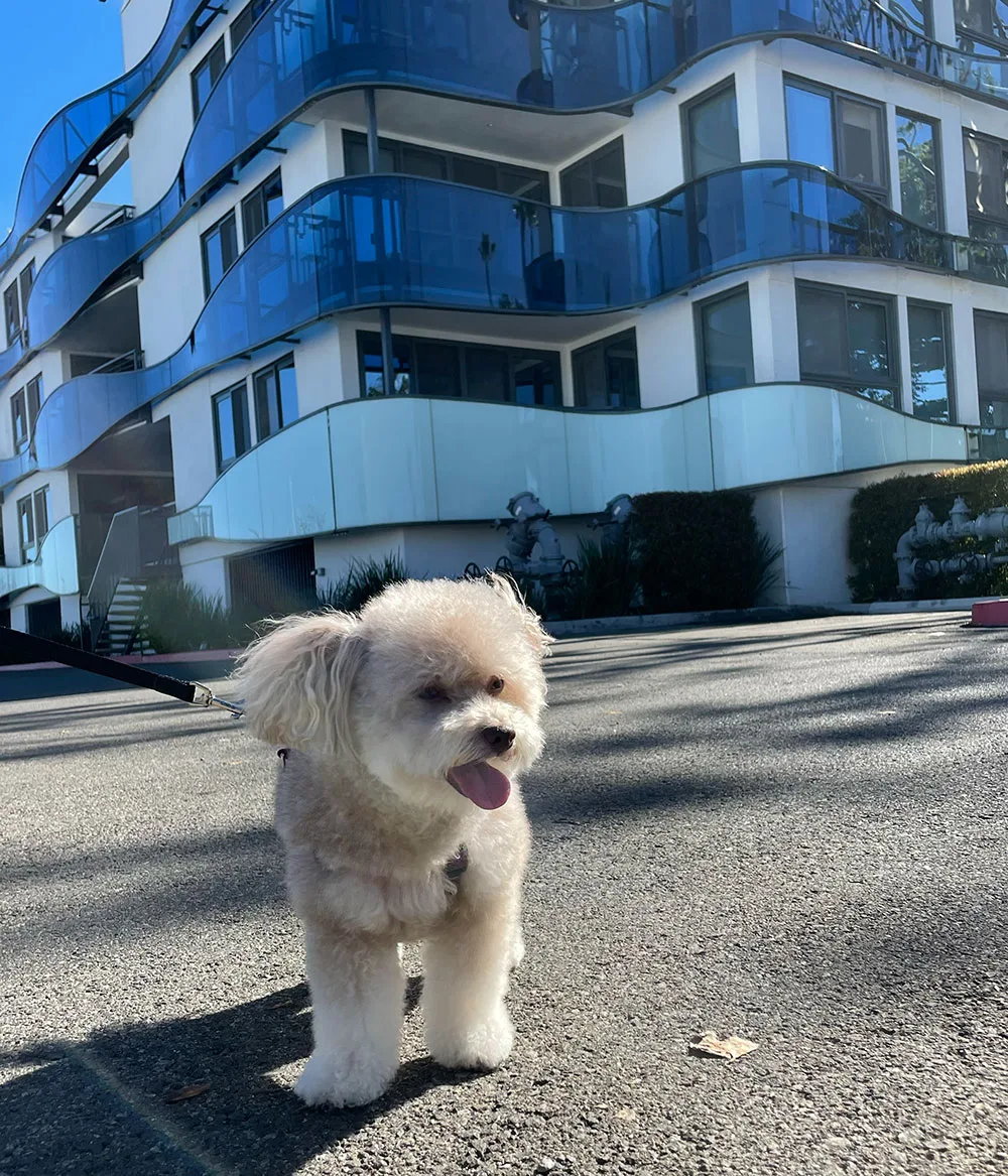 Balanced Dog Grooming photo 6