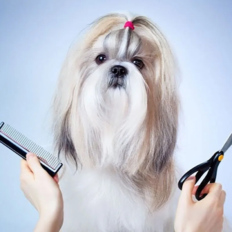 Balanced Dog Grooming photo 9
