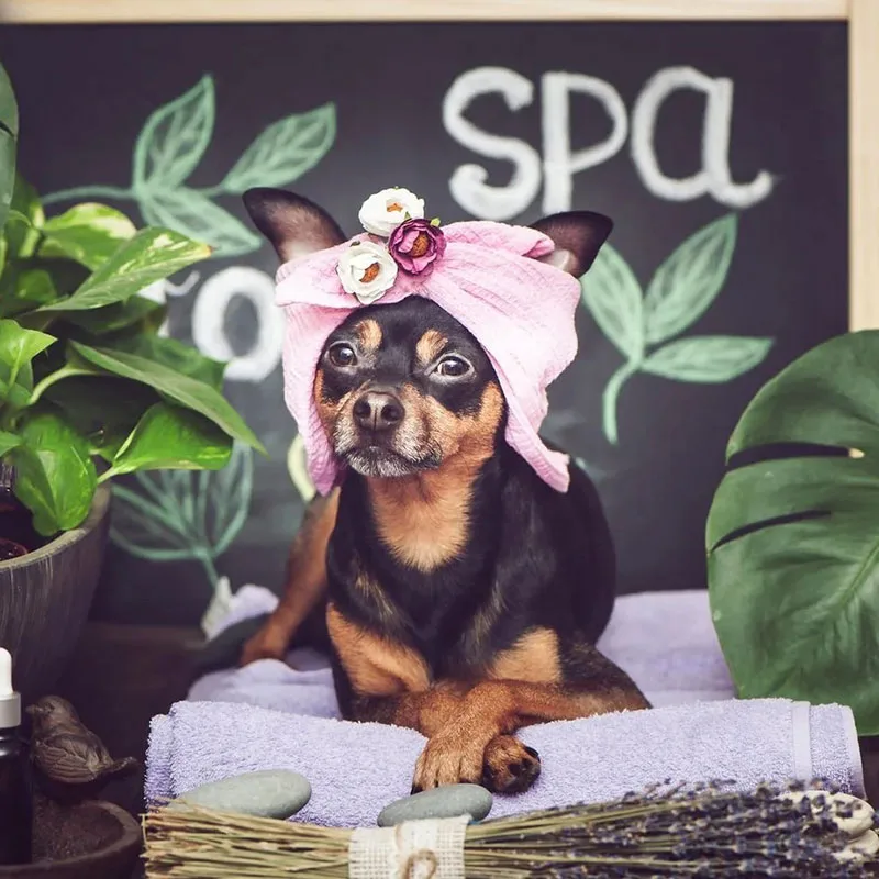 Balanced Dog Grooming photo 10