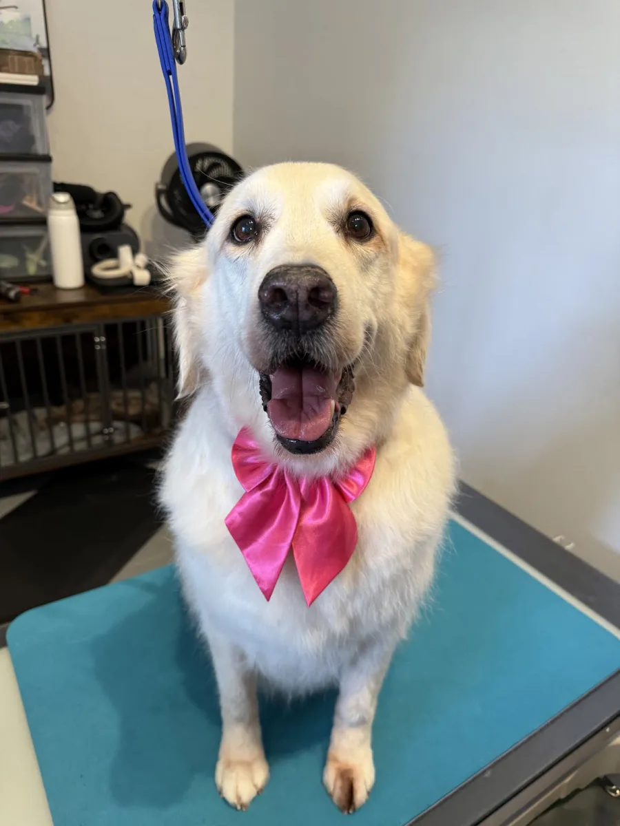 Cat the Dog Groomer photo 2