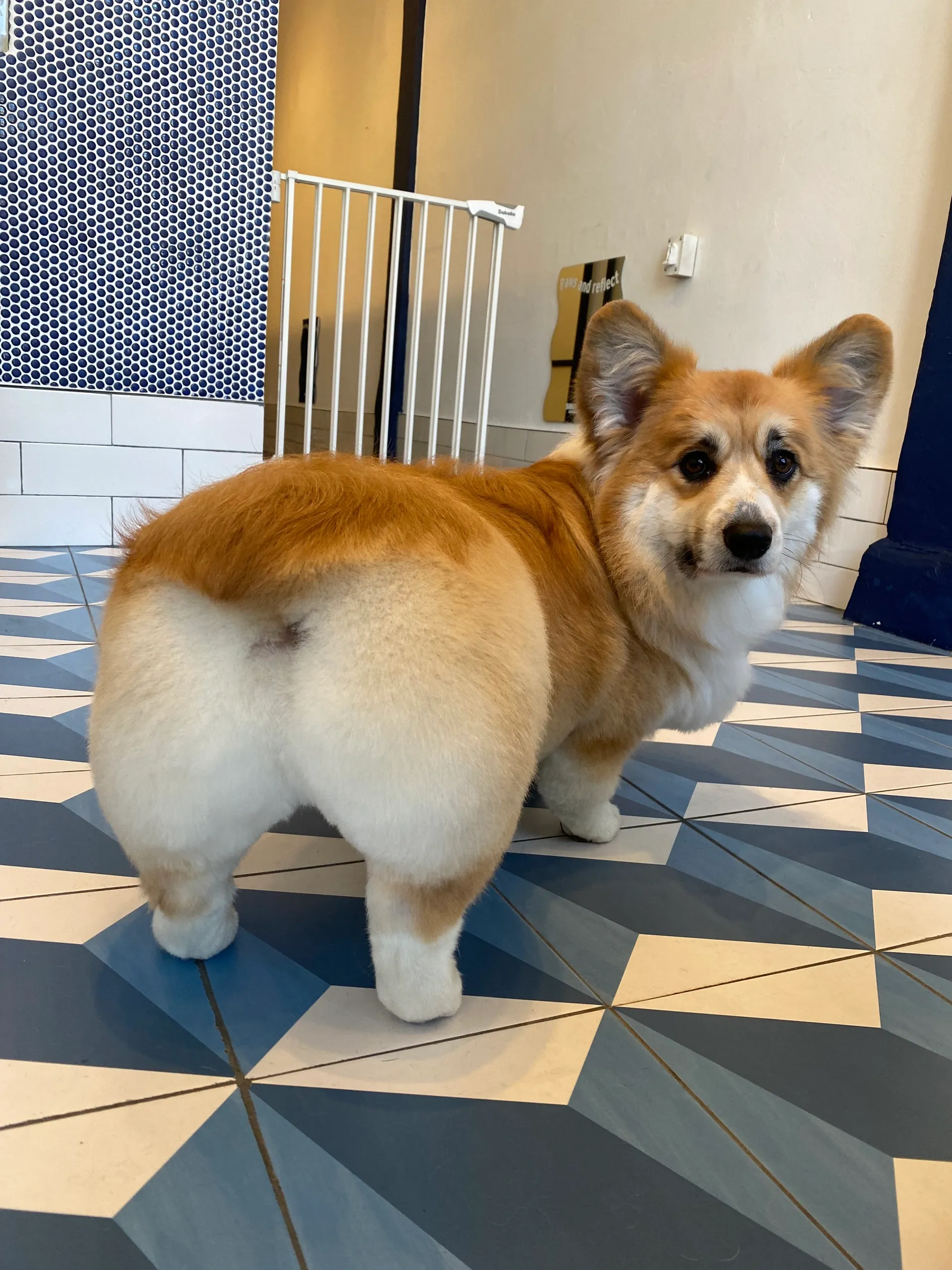 Cat the Dog Groomer
