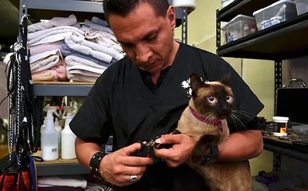 Purrrfect Paws Grooming