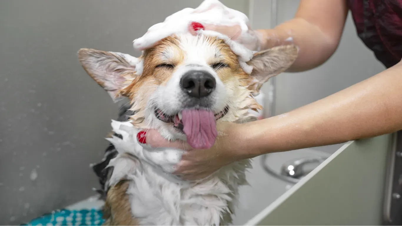 Pampered Tails photo 4