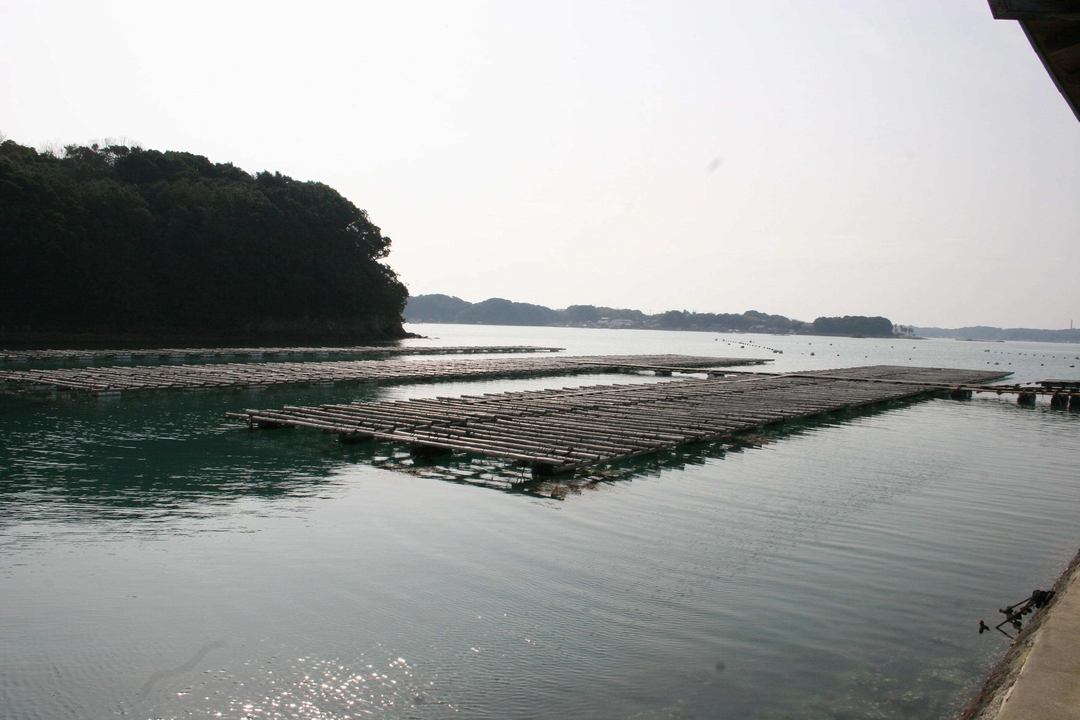 Cultured Pearl Association of America photo 2