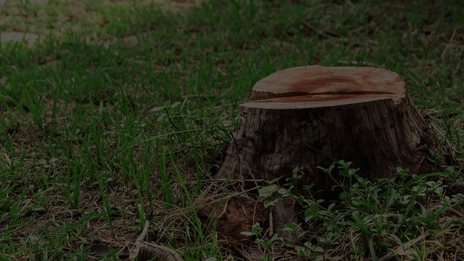 Mister Tree Inc photo 3
