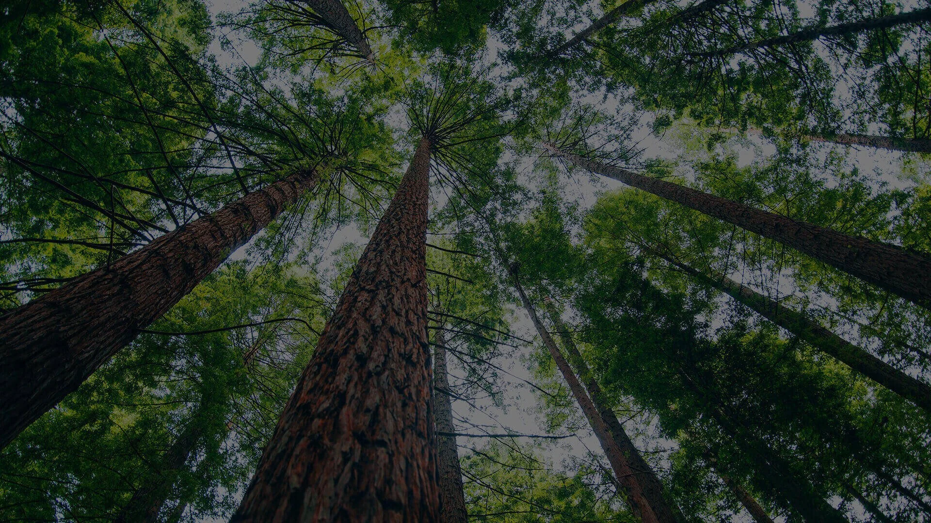 Mister Tree Inc photo 2