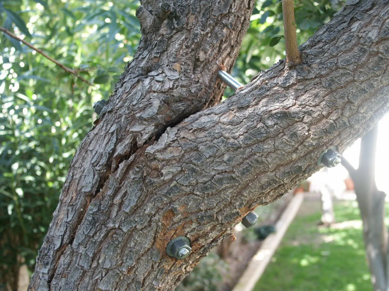 SavATree photo 6