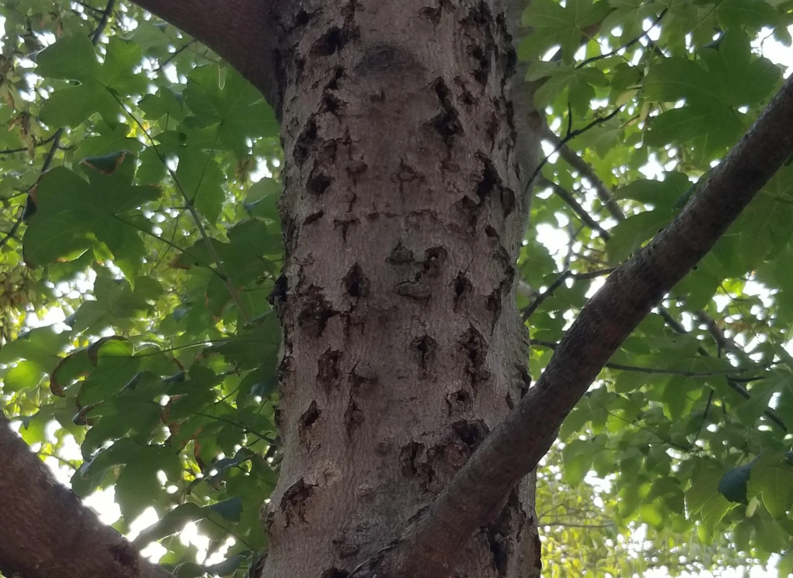 SavATree photo 10