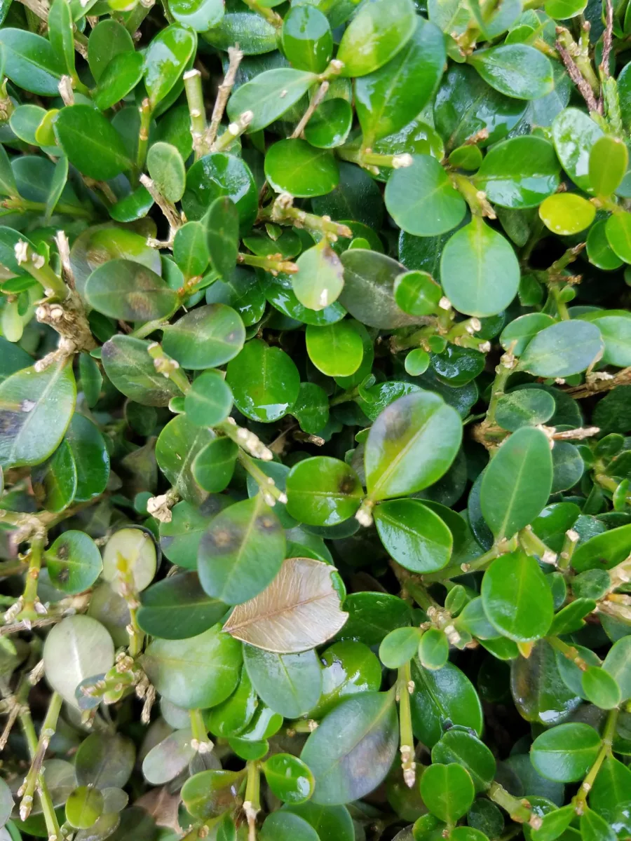 SavATree photo 11