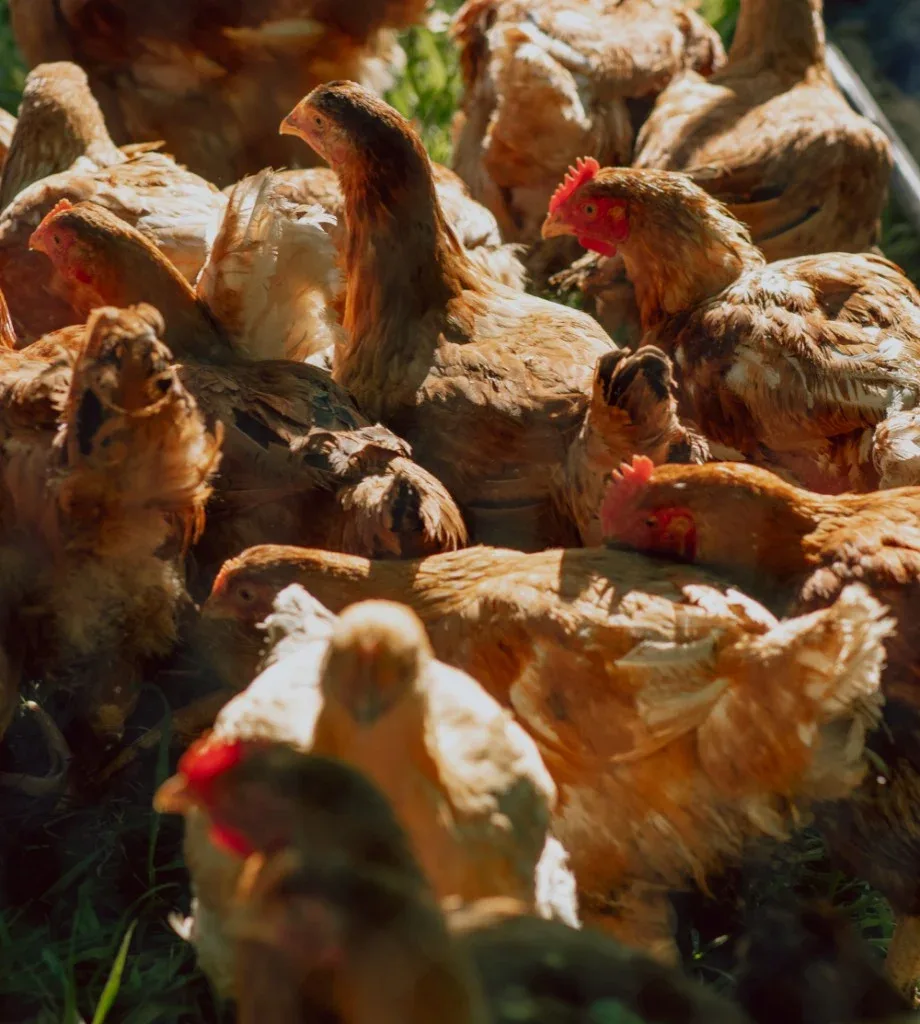 Silk Tree Farm photo 7