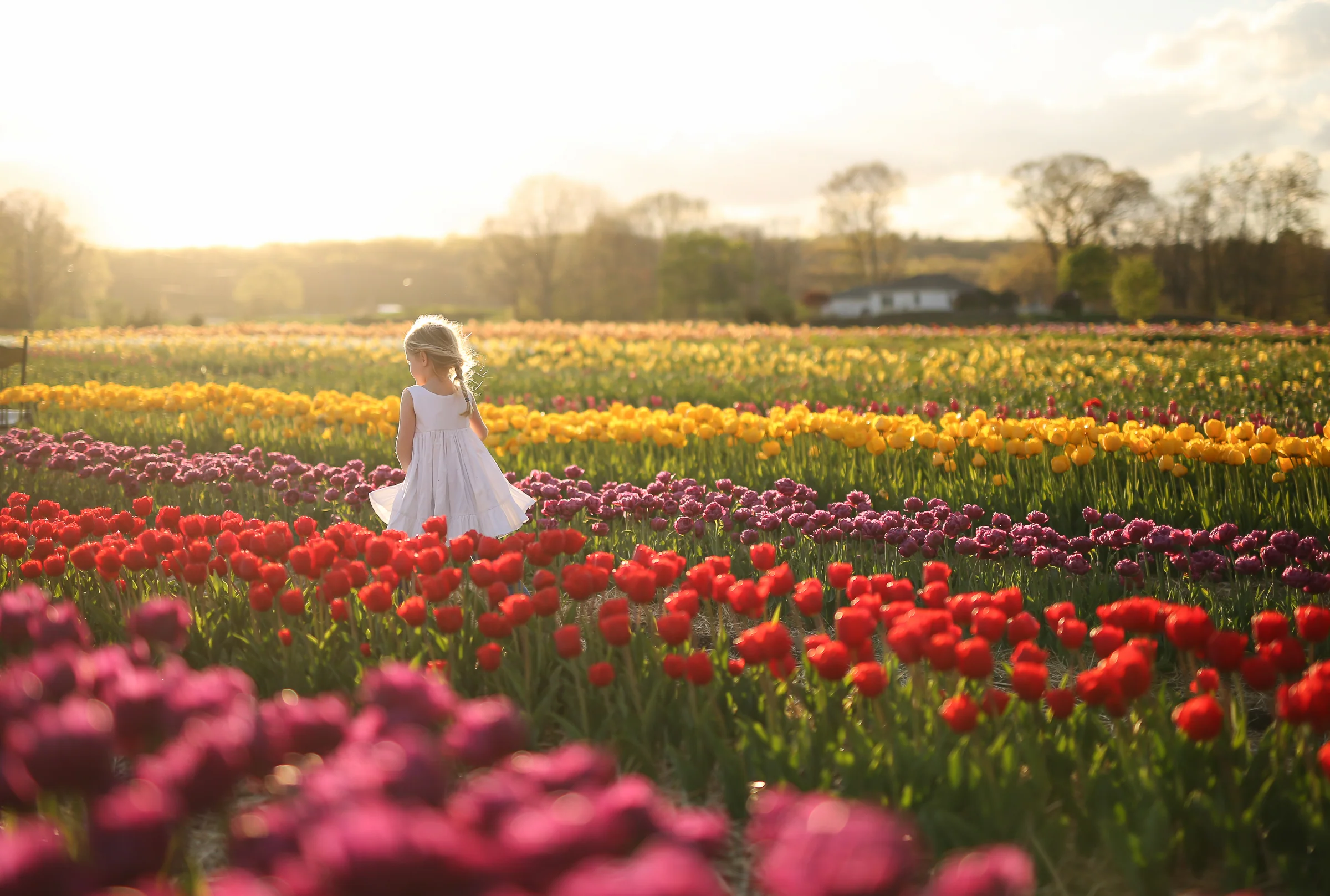 Wicked Tulips Flower Farm