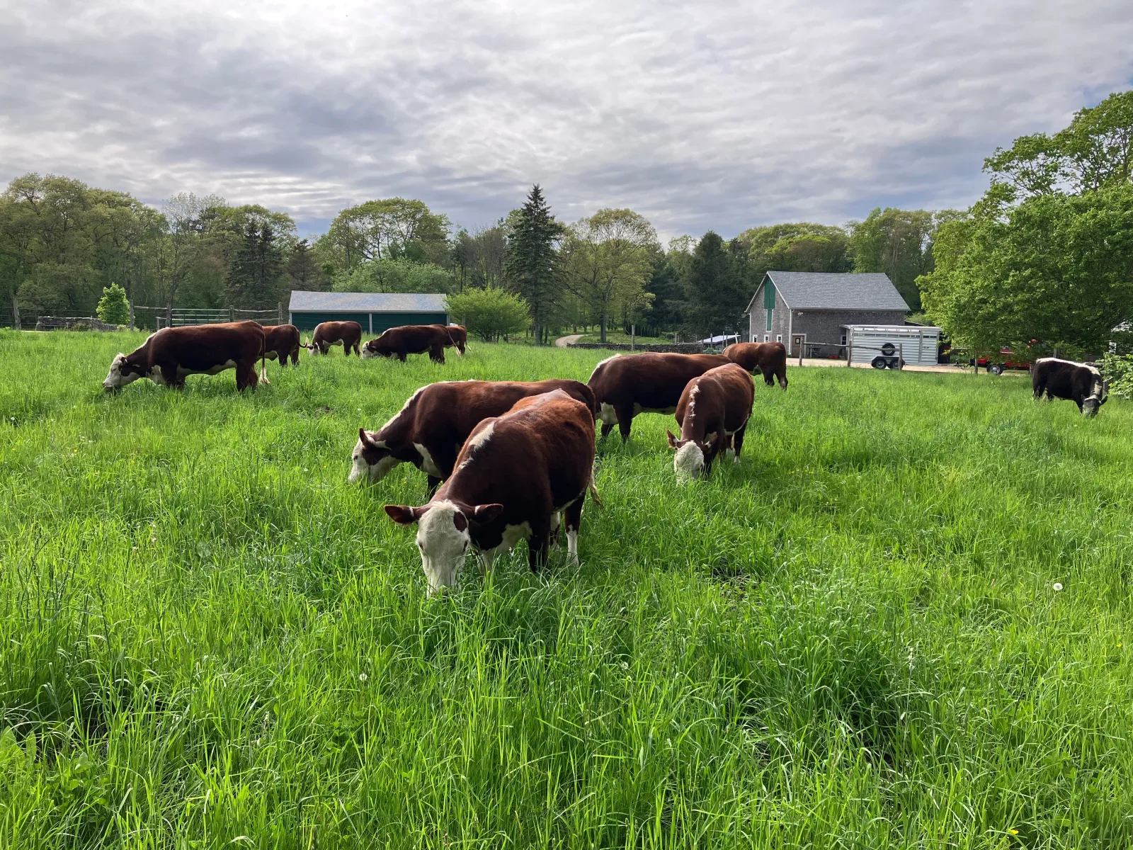 Wild Harmony Farm