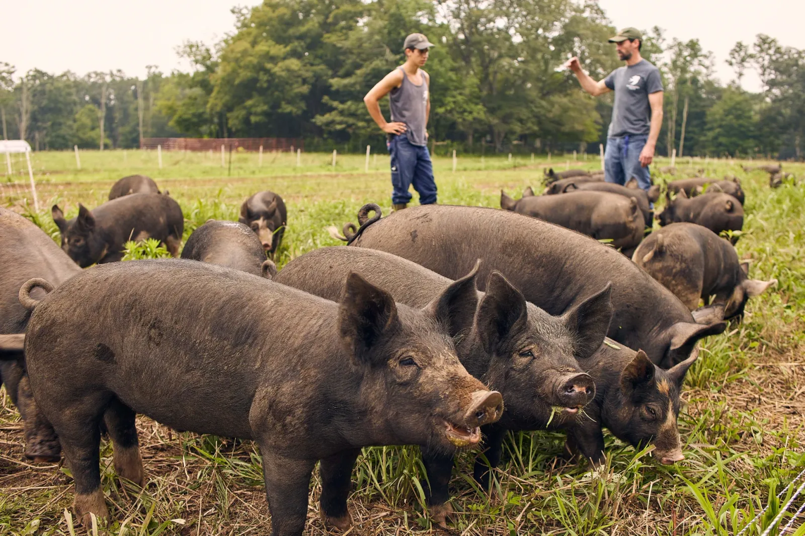Wild Harmony Farm photo 6