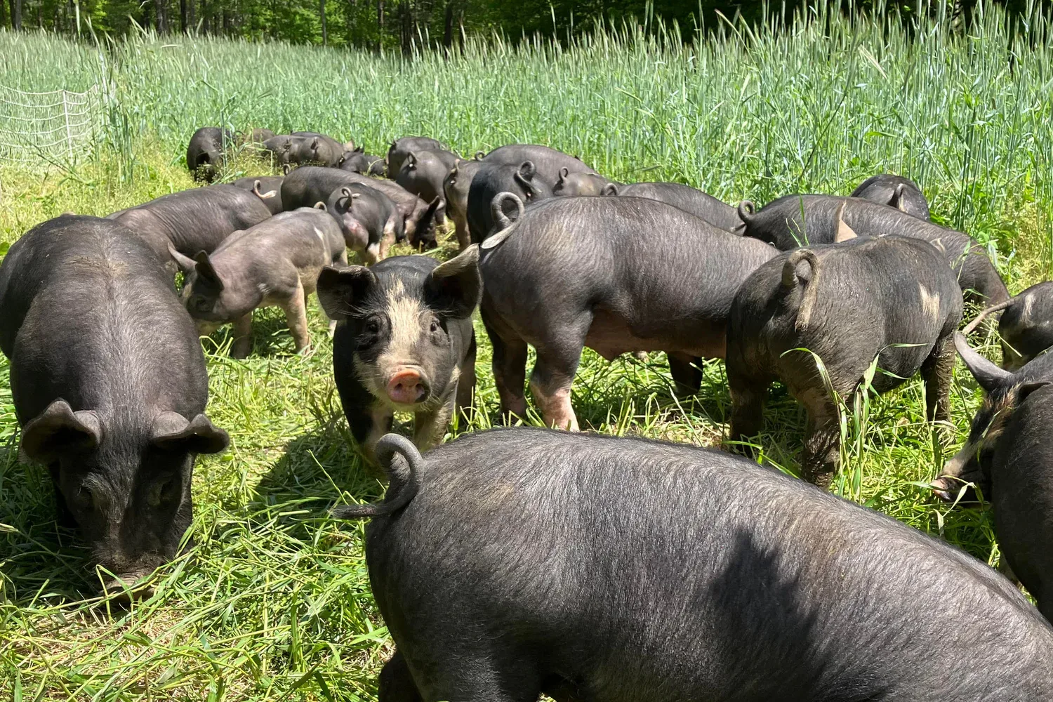 Wild Harmony Farm photo 4