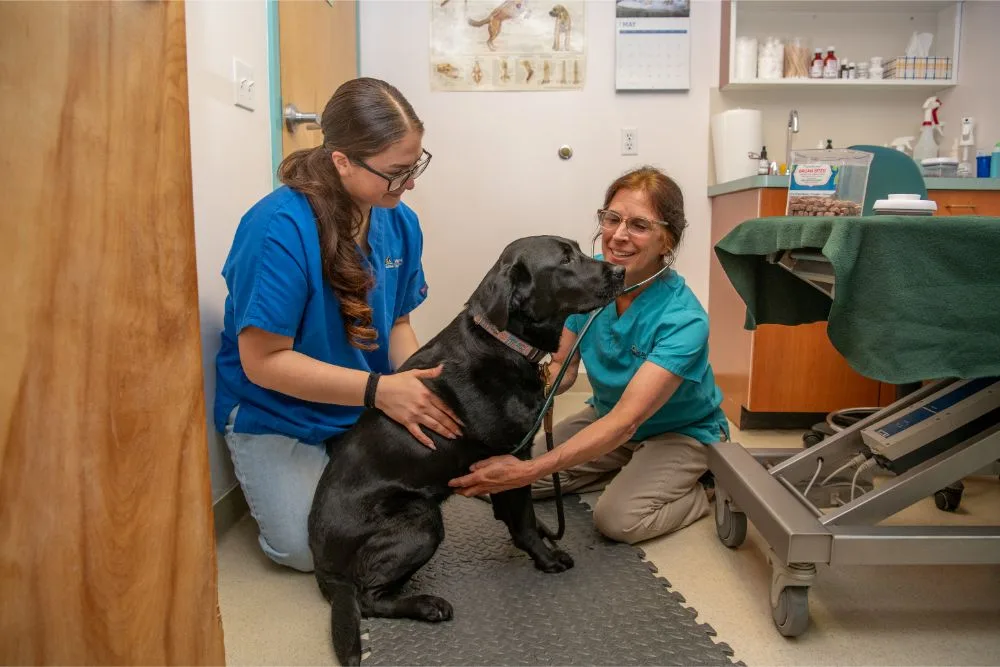 Wolf Rock Animal Health Center photo 6