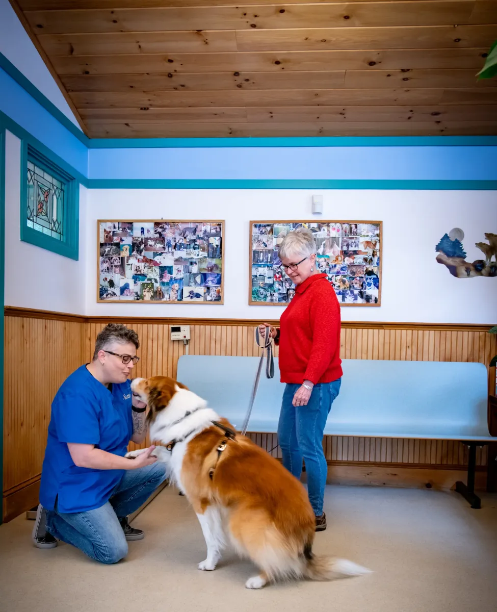 Wolf Rock Animal Health Center