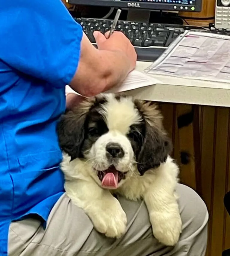 Wolf Rock Animal Health Center photo 4