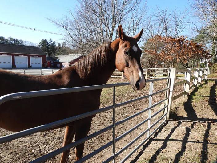 Cornerstone Farm photo 3