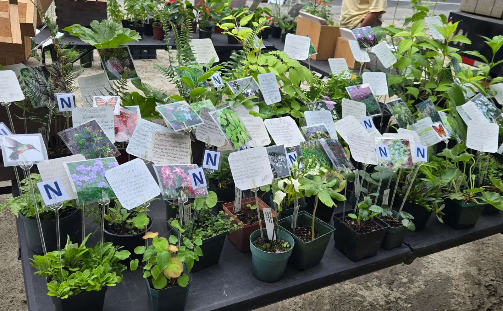 Foster Farmers’ Market photo 8