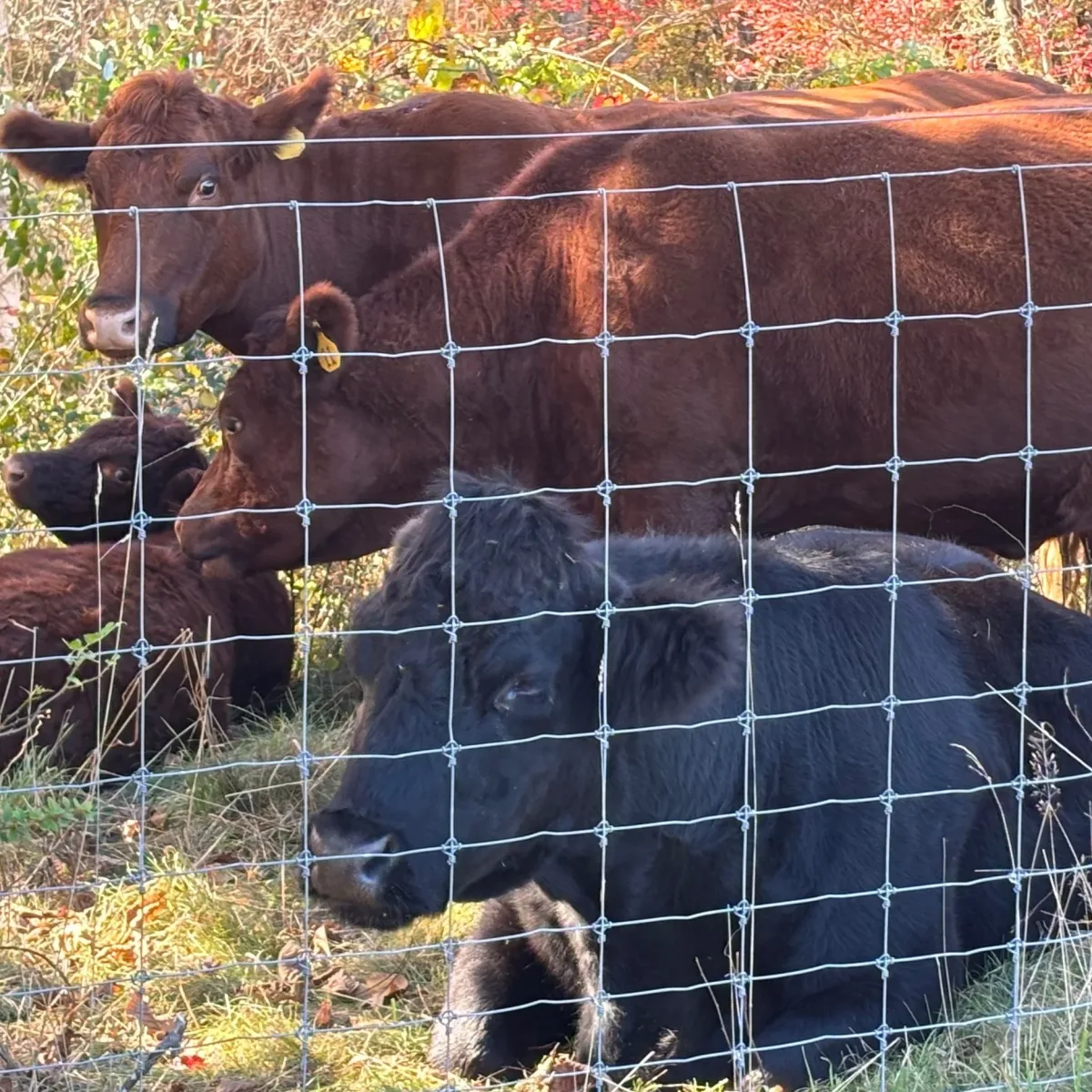 Borders Farm Preservation photo 11