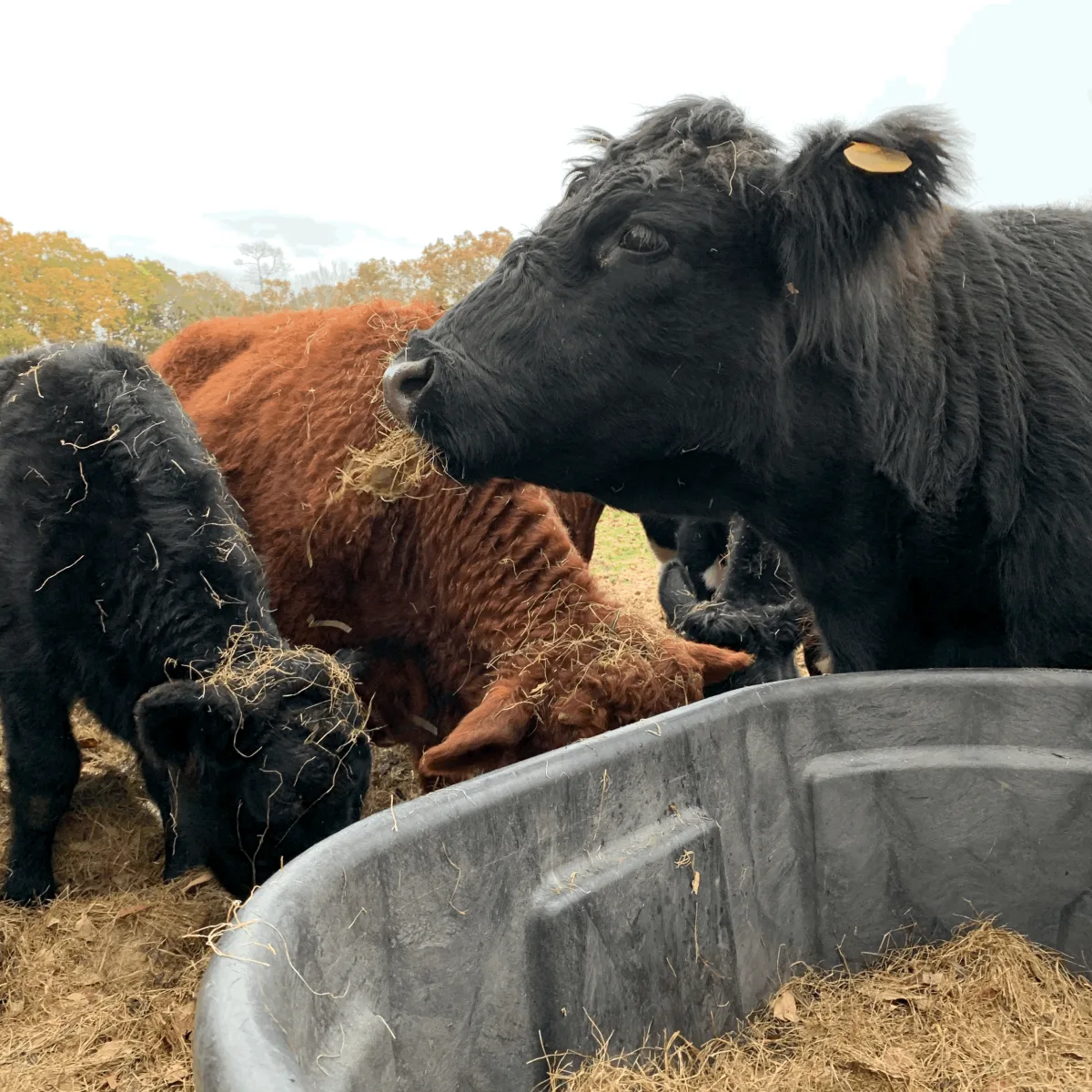 Borders Farm Preservation photo 9