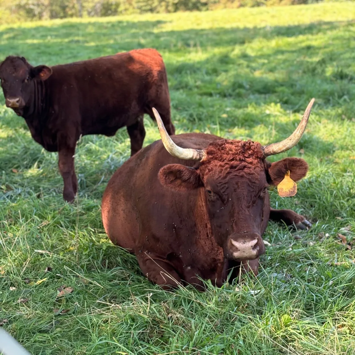 Borders Farm Preservation photo 12
