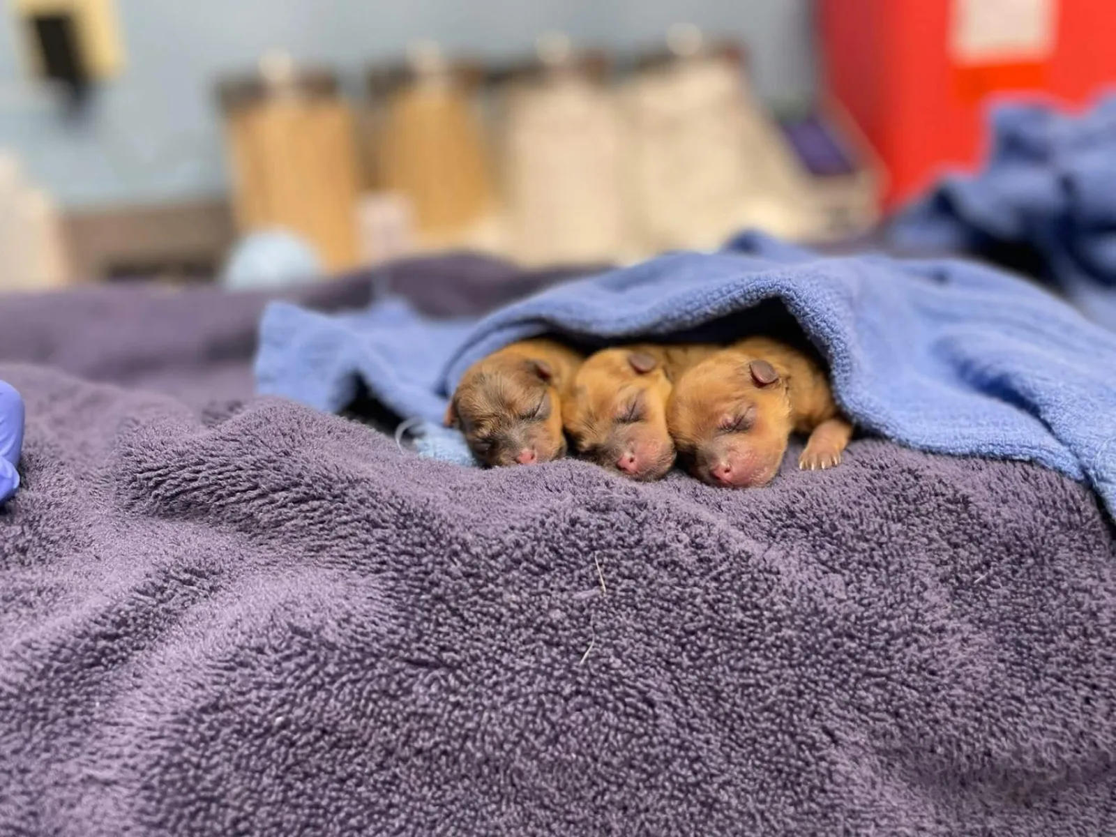 Foster Veterinary Clinic photo 6