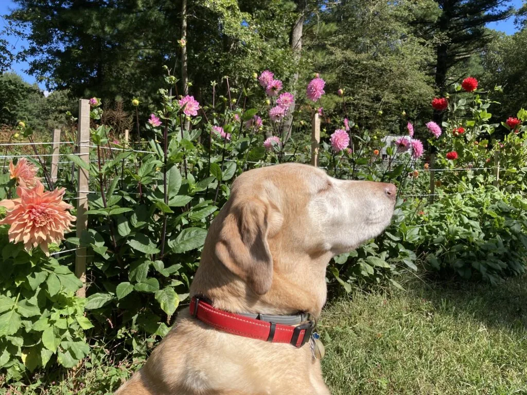Lucky Dogs Farm photo 2