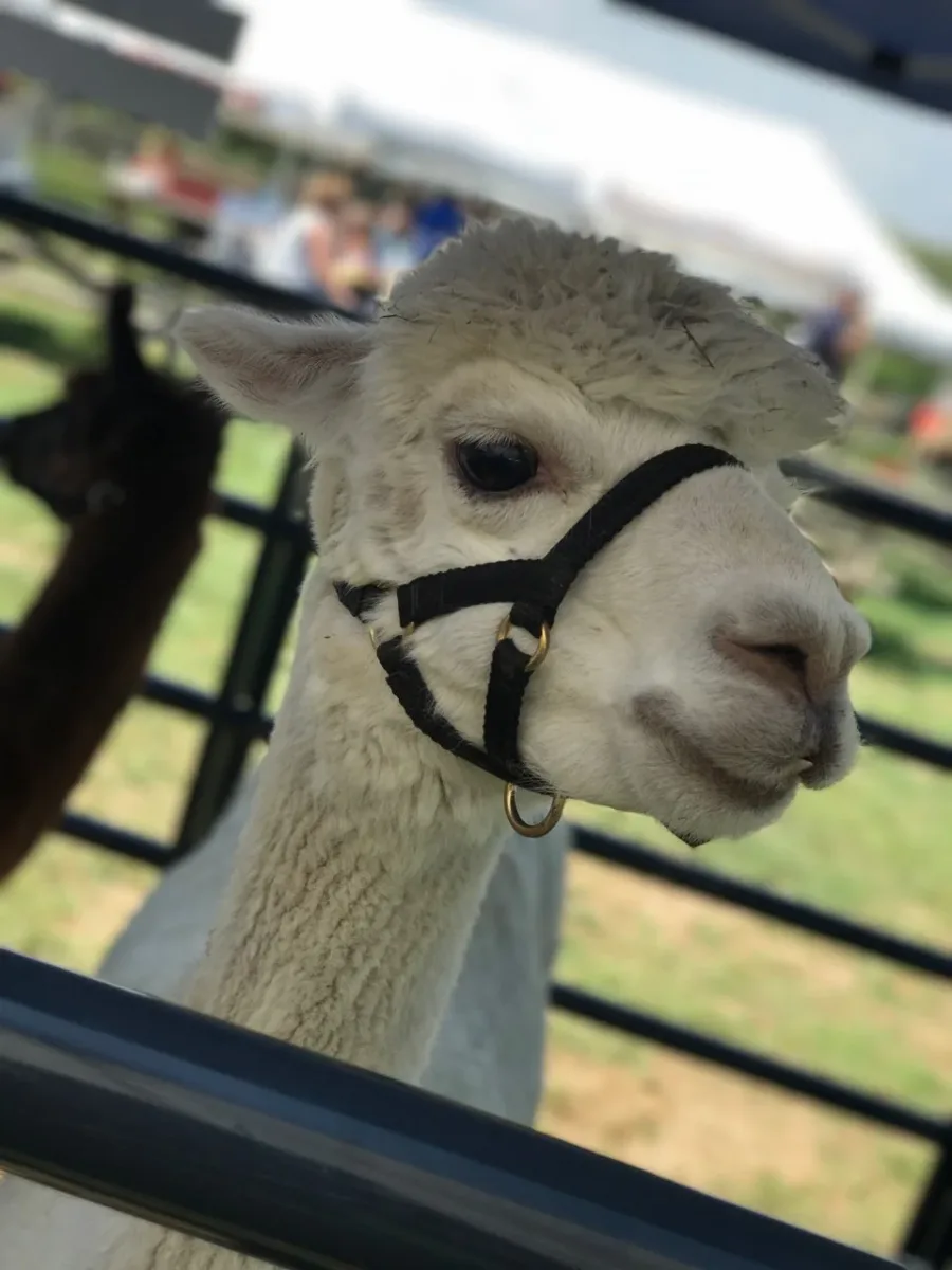 The Lazy K Ranch photo 5