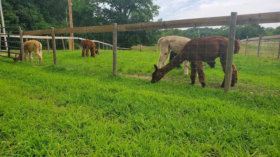 The Lazy K Ranch photo 9